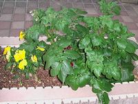 ジャガイモの苗