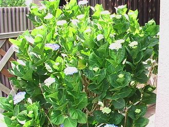 我が家の紫陽花♪