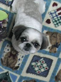 我が家のワン子