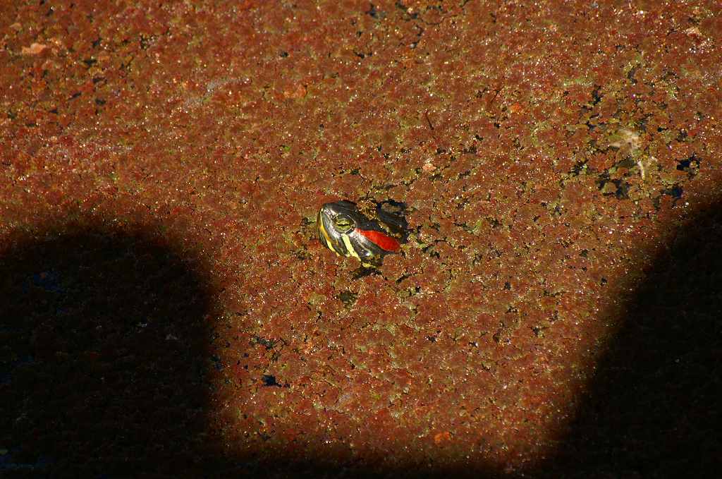 アカミミ覗く(笑