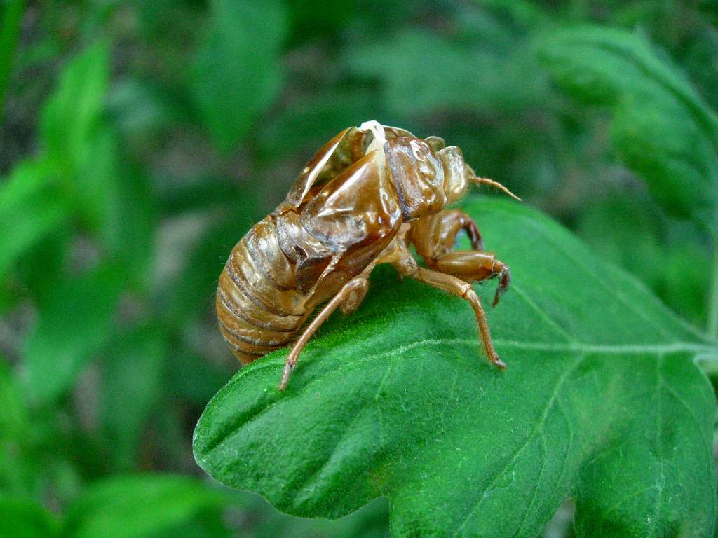アブラゼミ脱け殻