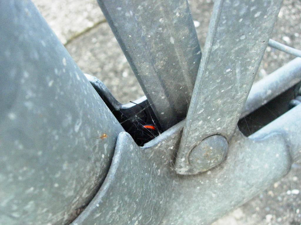 セアカゴケグモ