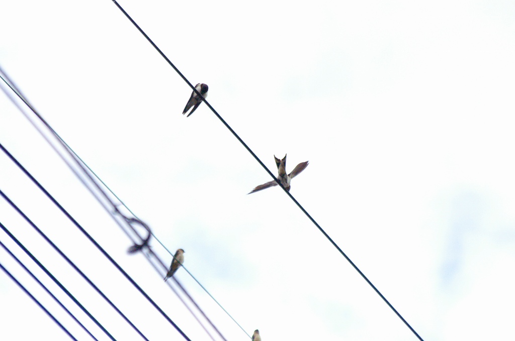 ツバメ.jpg