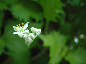 韮の花