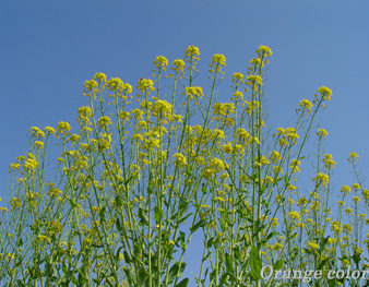 09-4-11-myougi-nanohana-nai.jpg