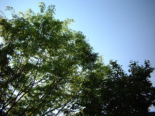 木