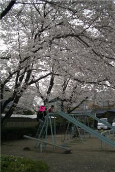 満開の桜の下で滑り台