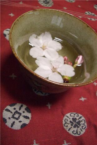 おちていた桜の花でおうちでも桜を楽しむ