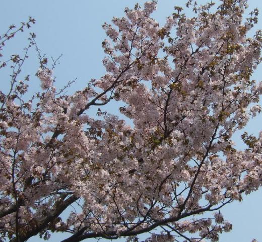 近所の桜