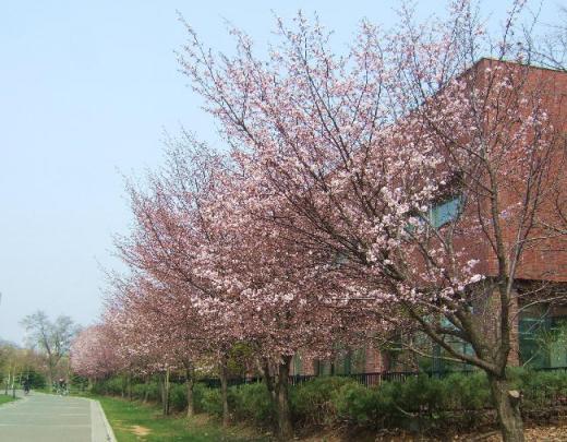 中島公園の桜