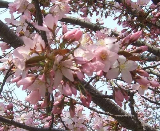 中島公園の桜