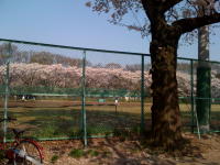 駒沢公園　桜　_1.jpg