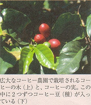 コーヒーの実２
