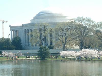 Washington桜2