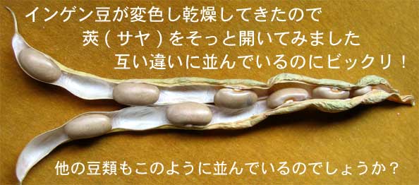 交互に並ぶ豆.jpg