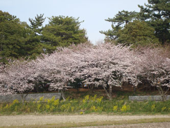 sakura_09(1)