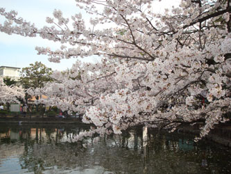 sakura_09(2)