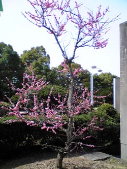 ume