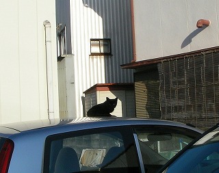 車の上の黒猫さん