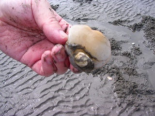 潮干狩り 006.jpg