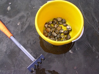 潮干狩り 005.jpg