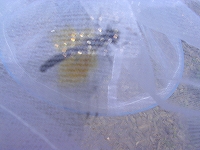 ６・２４ 007.jpg