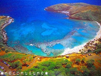 ハナウマ 002.jpg