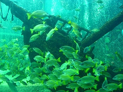 や・１８ 029.jpg