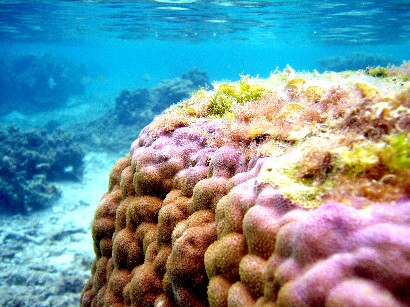サンゴの春