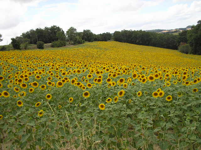 sunflower