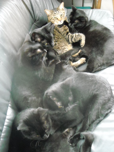 ちびこびこ 005.jpg