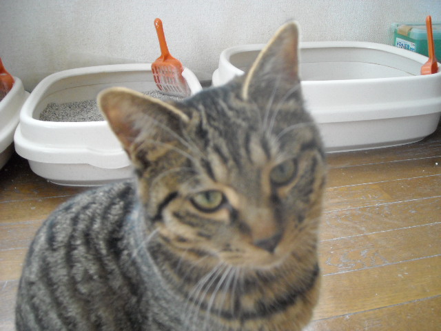 ちびこびこ 009.jpg