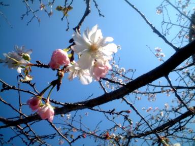 季節外れの桜