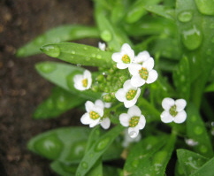 Lobularia maritima