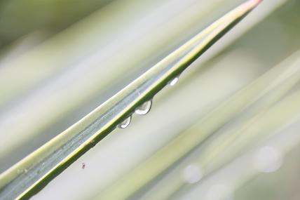 2009.9.29 小石川植物園 027縮小.JPG