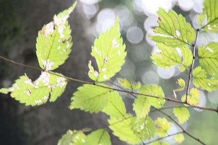 2009.9.29 小石川植物園 037縮小.JPG