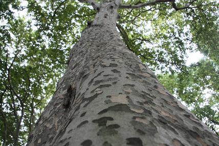 2009.9.29 小石川植物園 179縮小.JPG