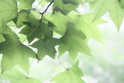 2009.9.29 小石川植物園 205縮小.JPG