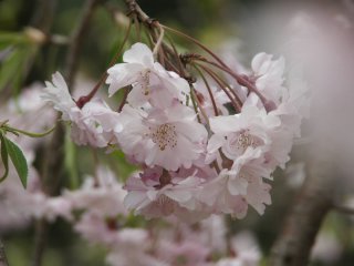 武田　桜