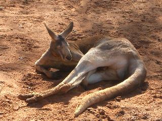 カンガルー