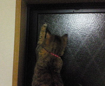 ハナちゃん　２