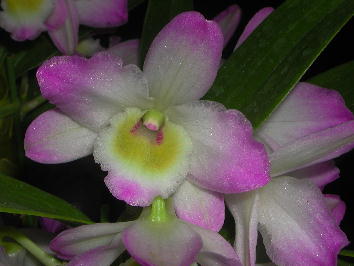 デンドロビューム２.JPG