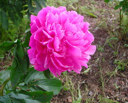 PHOTO065.JPG