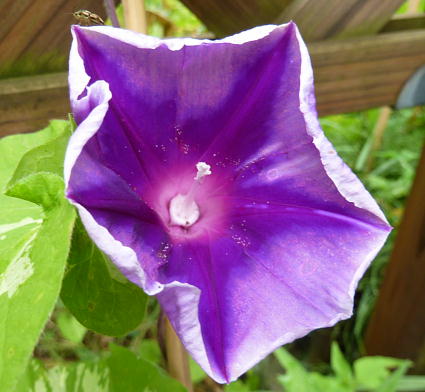 PHOTO142.JPG