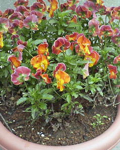 PHOTO040.JPG