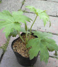 PHOTO036.JPG