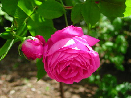 PHOTO037.JPG