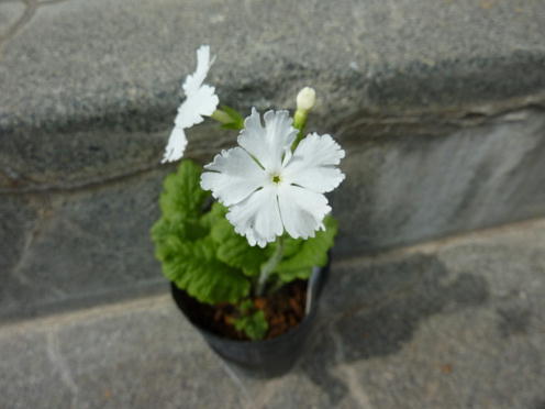 雪月花.JPG