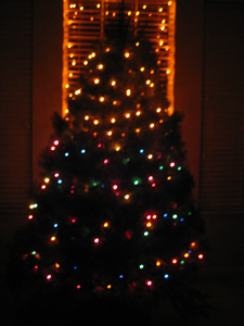 2010-12-12DouglasFirIMG_0098.jpg