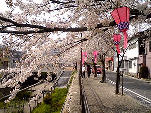 sakura